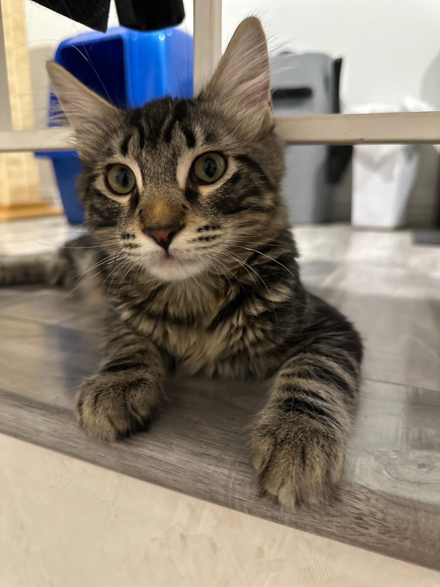 Bryce, Adopted, Young Male Domestic Medium Hair.