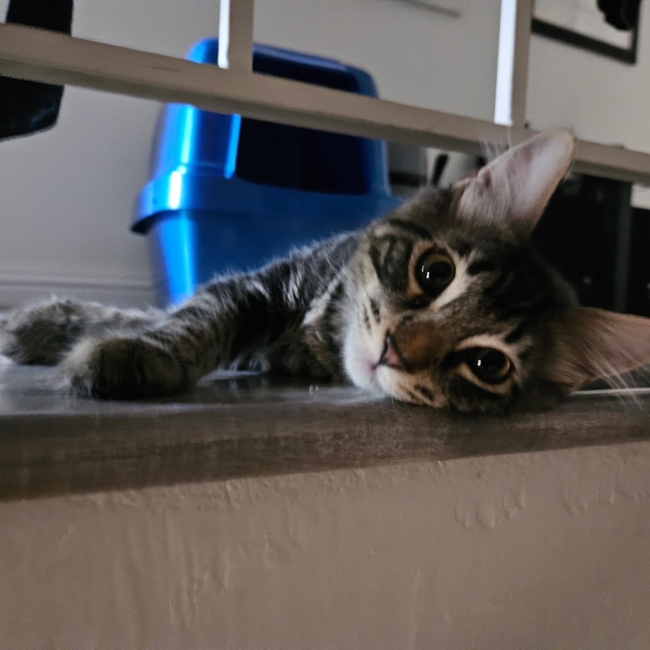 Enlarge Bryce, a Adopted Domestic Medium Hair in Los Angeles, CA image 4/5