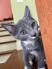 Heidi, a Adopted Domestic Short Hair in Goodlettsville, TN image 1/5