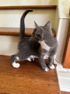 Heidi, a Adopted Domestic Short Hair in Goodlettsville, TN image 2/5