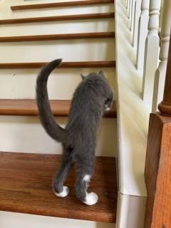 Heidi, a Adopted Domestic Short Hair in Goodlettsville, TN image 3/5