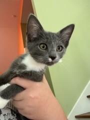 Heidi, a Adopted Domestic Short Hair in Goodlettsville, TN image 4/5