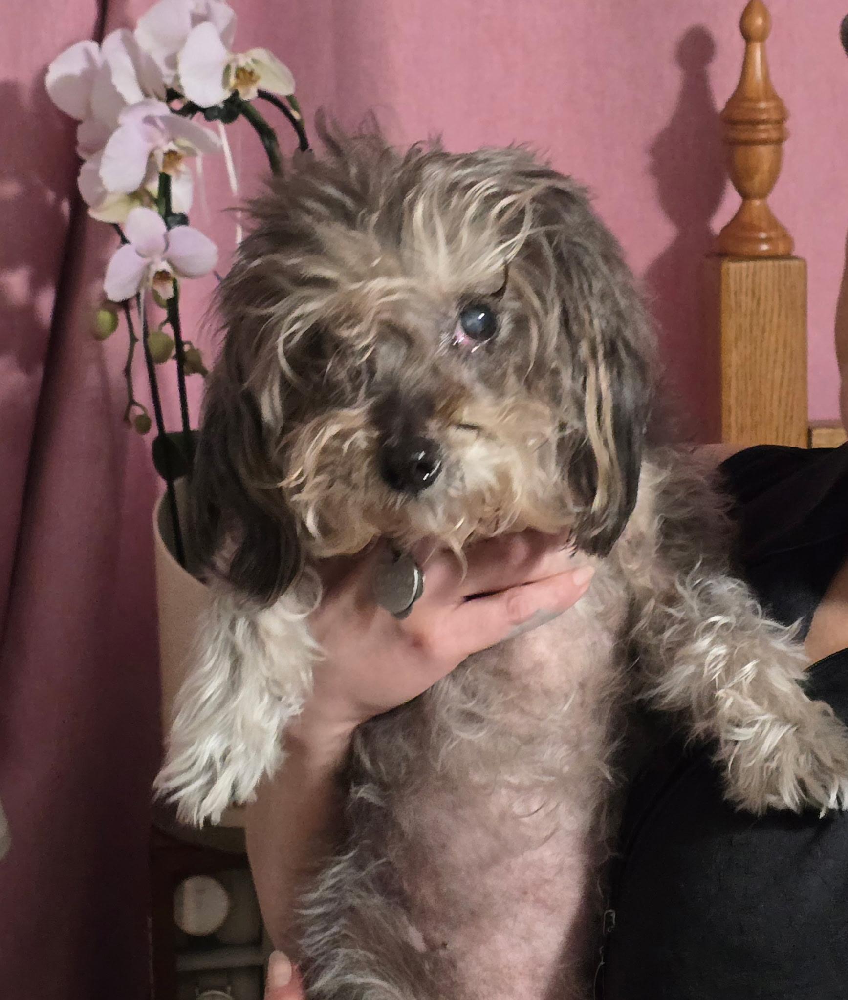 Enlarge Darla, a ADOPTABLE Yorkshire Terrier in Bradenton, FL image 6/6