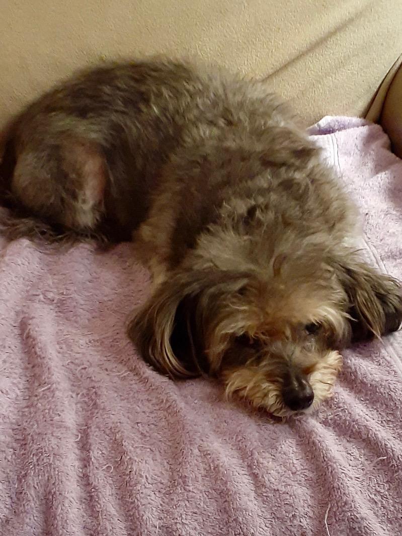 Enlarge Darla, a ADOPTABLE Yorkshire Terrier in Bradenton, FL image 5/6