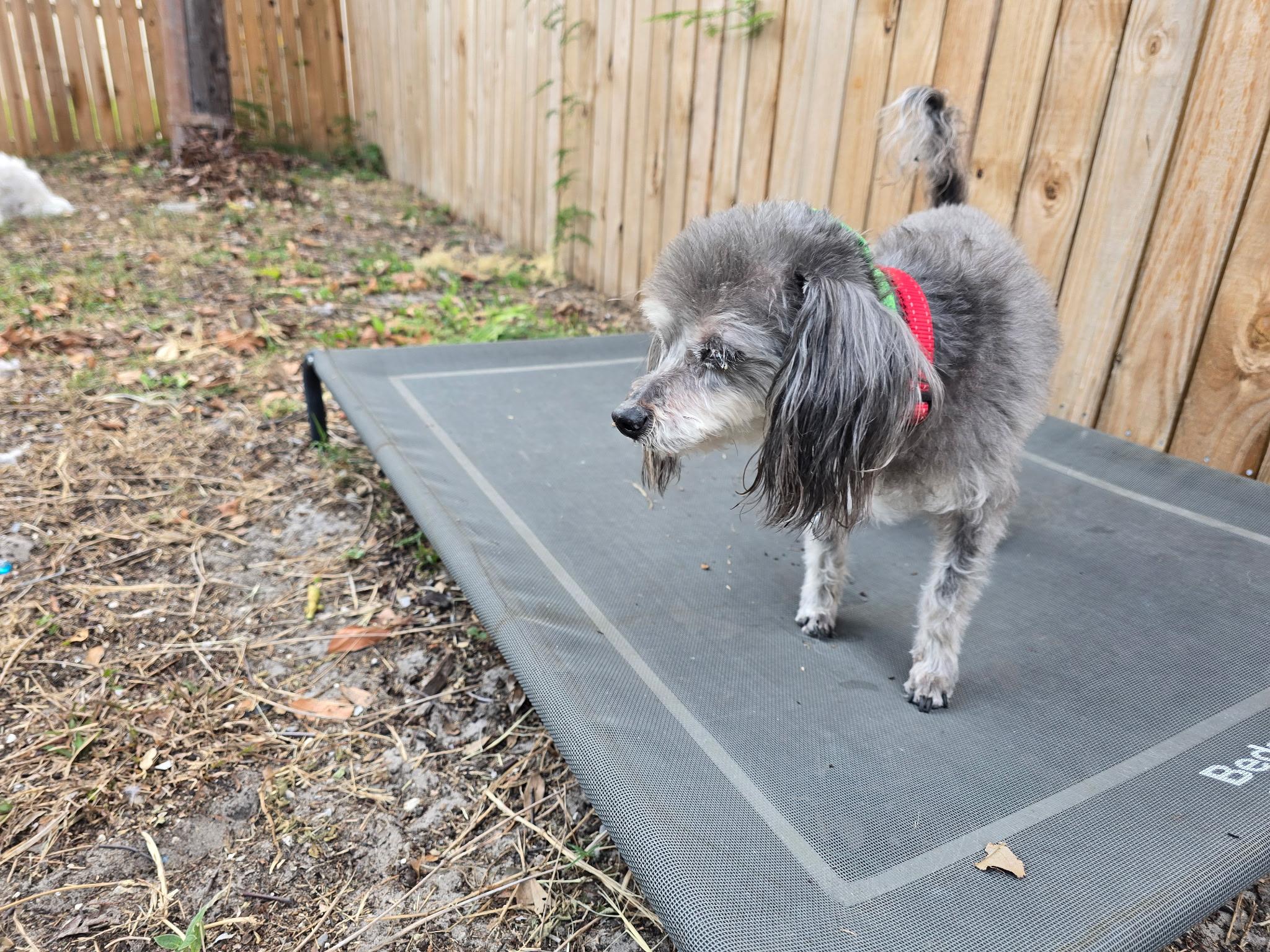 Darla, ADOPTABLE, Senior Female Yorkshire Terrier.