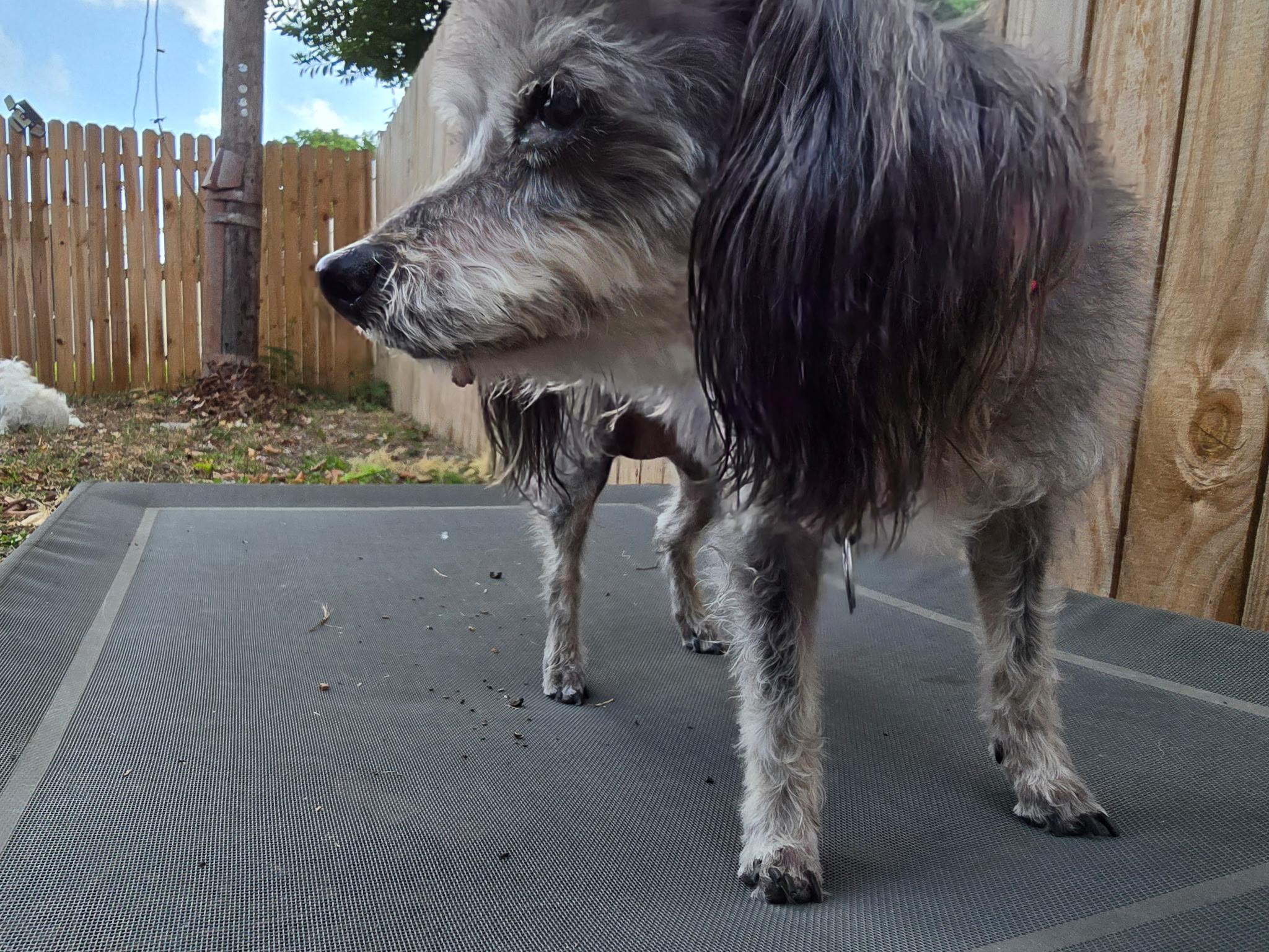 Enlarge Darla, a ADOPTABLE Yorkshire Terrier in Bradenton, FL image 3/6