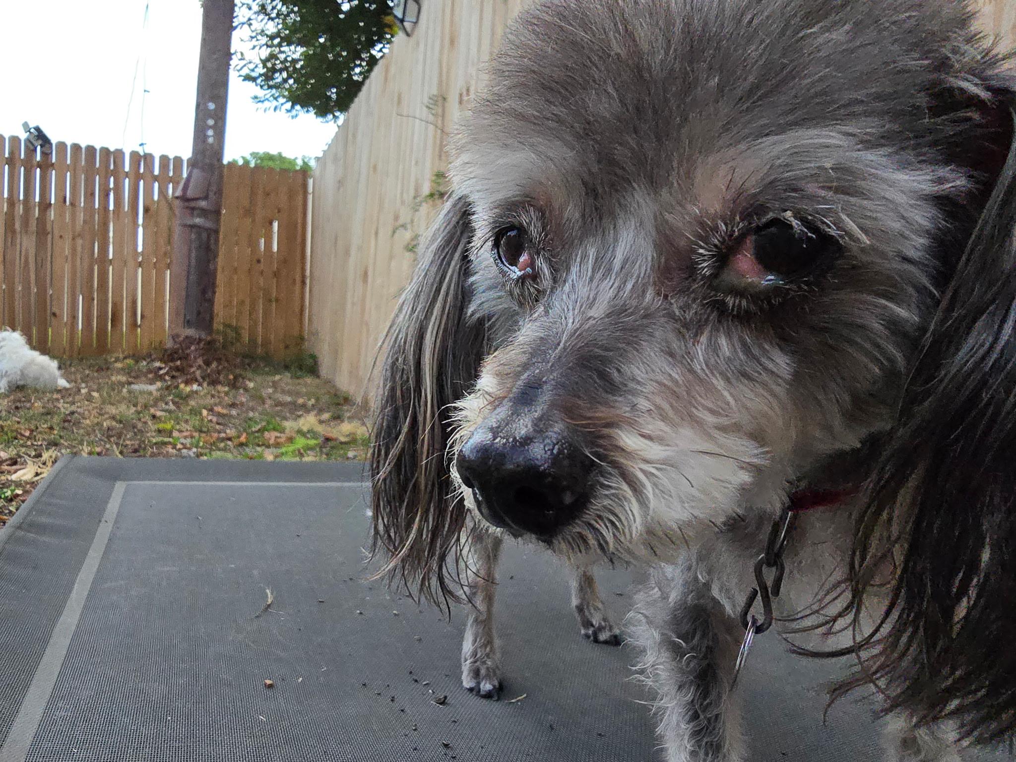 Enlarge Darla, a ADOPTABLE Yorkshire Terrier in Bradenton, FL image 4/6