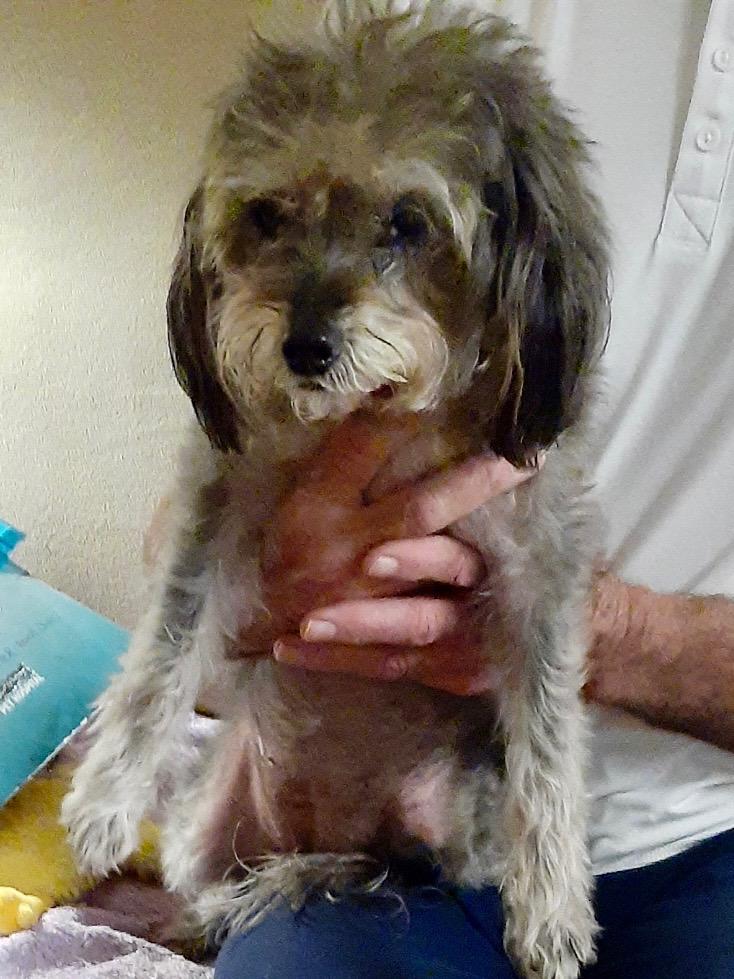 Enlarge Darla, a ADOPTABLE Yorkshire Terrier in Bradenton, FL image 2/6