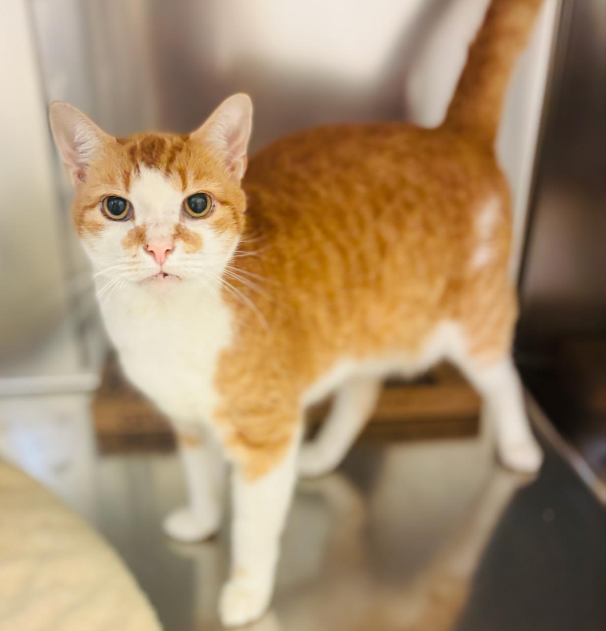 Jay, an adoptable Domestic Short Hair in St Stephen, NB, E3L 2X2 | Photo Image 1