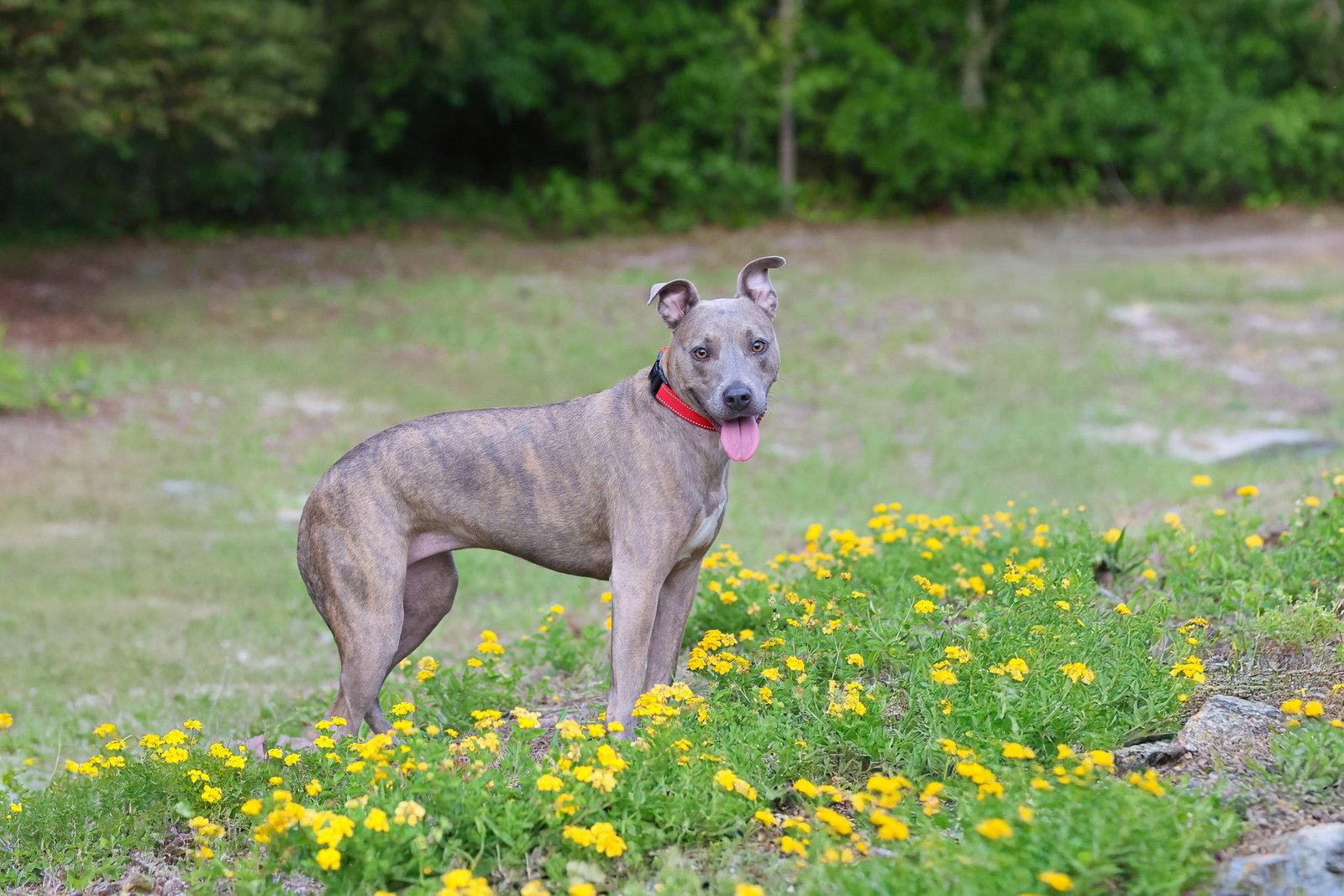 Noelle, Adopted, Adult Female Mixed Breed.