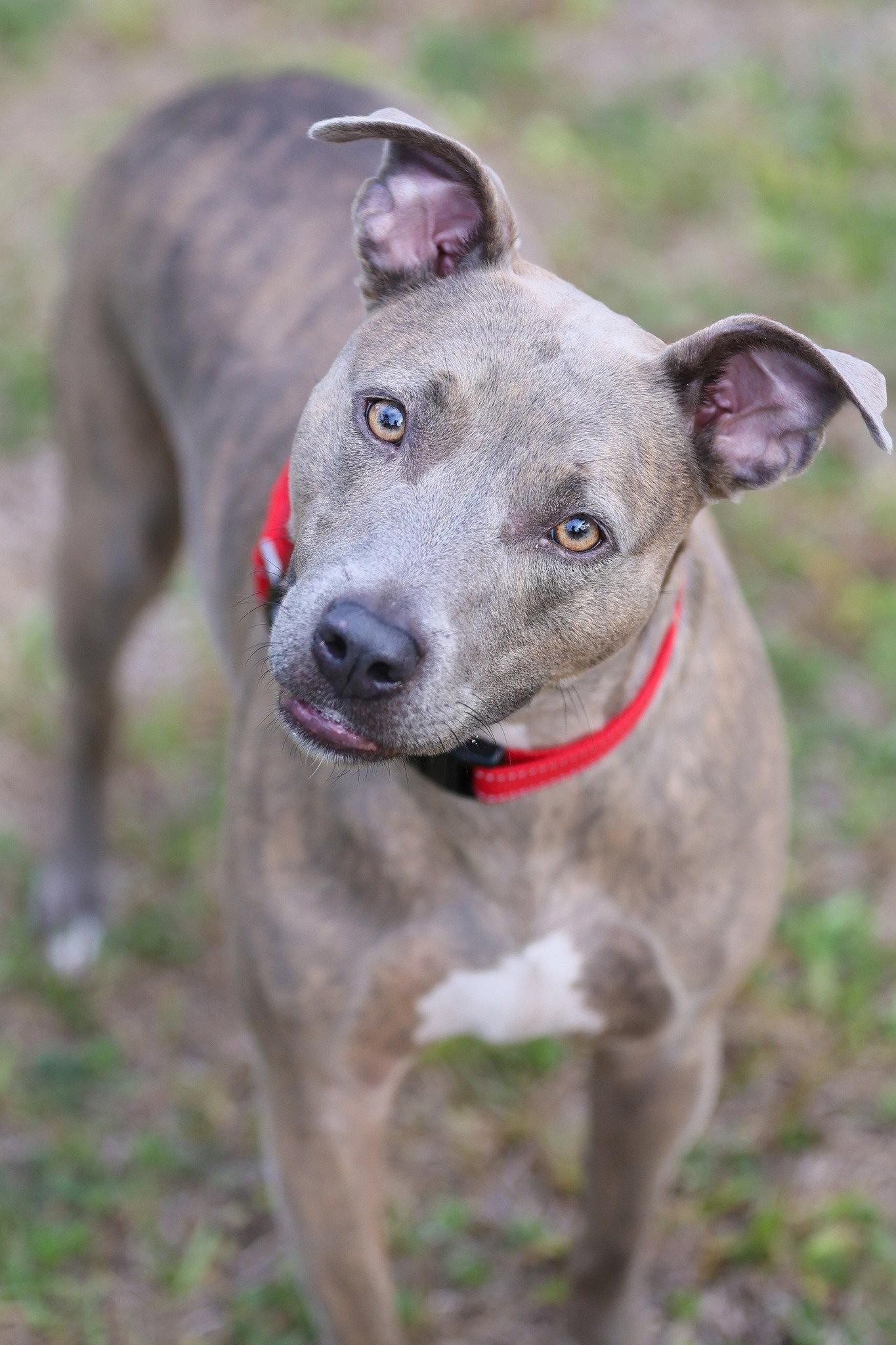 Noelle, a Adopted Mixed Breed in Gainesville, FL image 2/3