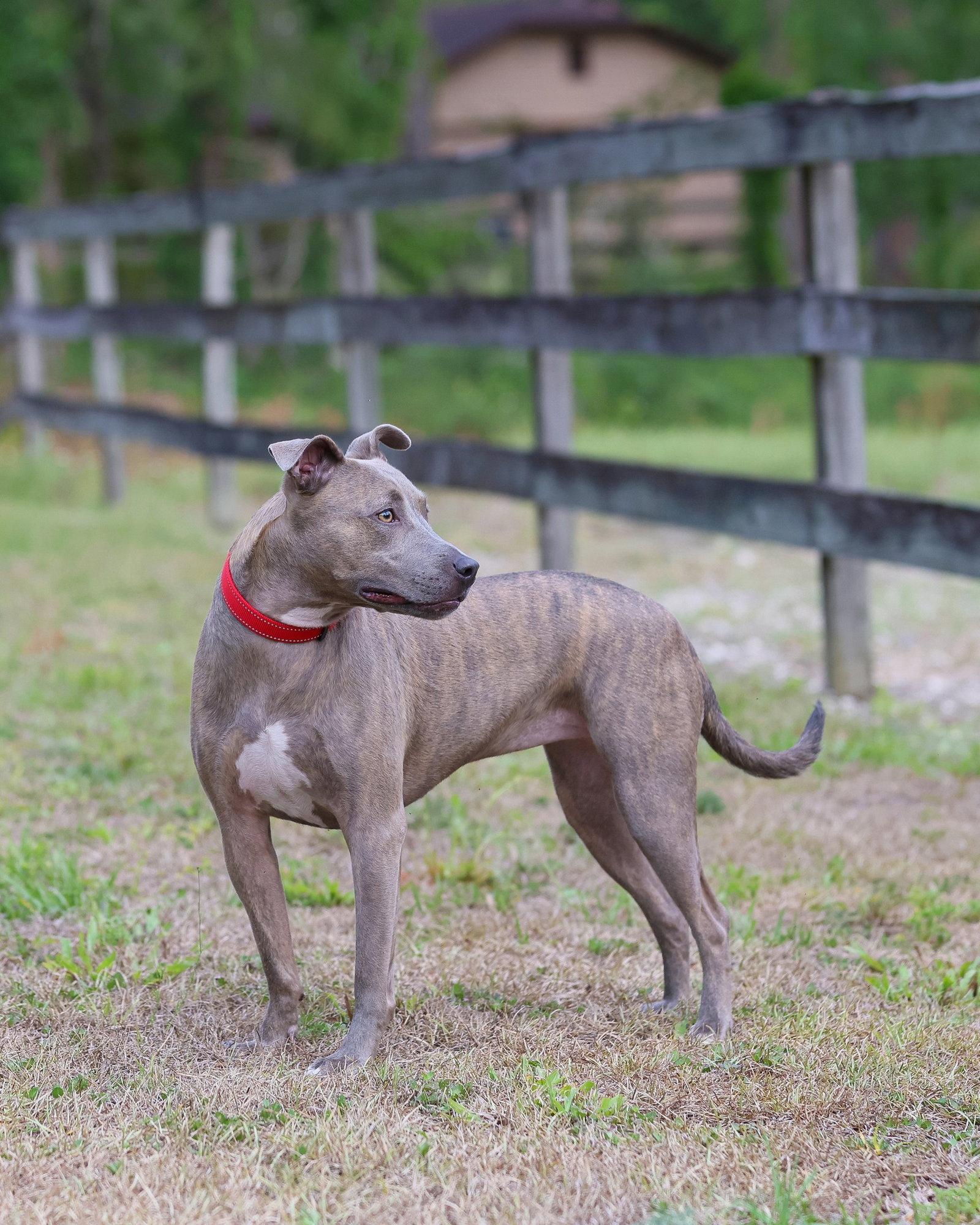 Noelle, a Adopted Mixed Breed in Gainesville, FL image 3/3