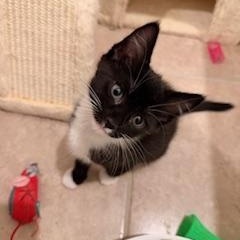 Sissy, ADOPTABLE, Young Female Tuxedo.