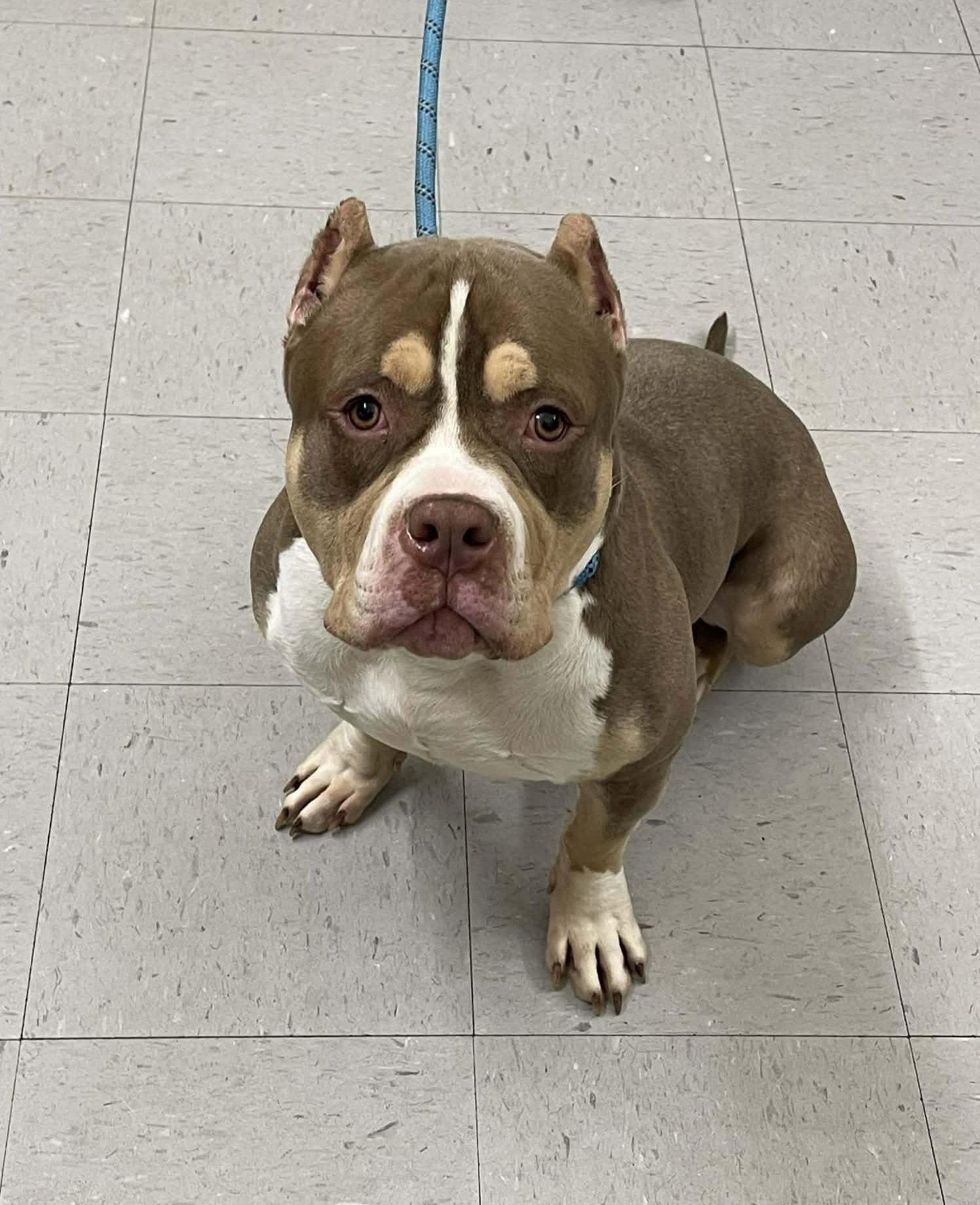 Bo, Adopted, Adult Male Pit Bull Terrier.