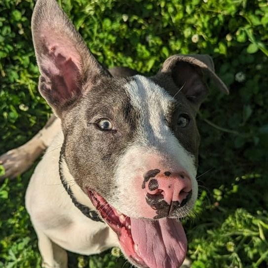 Arrow Dragon, a Adoptable mixed breed in Greenfield, TN image 1/6