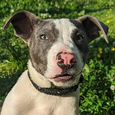 Arrow Dragon, a Adoptable mixed breed in Greenfield, TN image 2/6