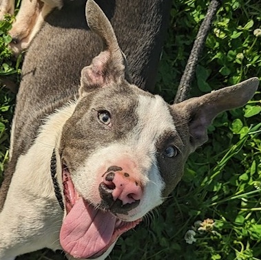 Arrow Dragon, Adoptable, Young Male Pit Bull Terrier.