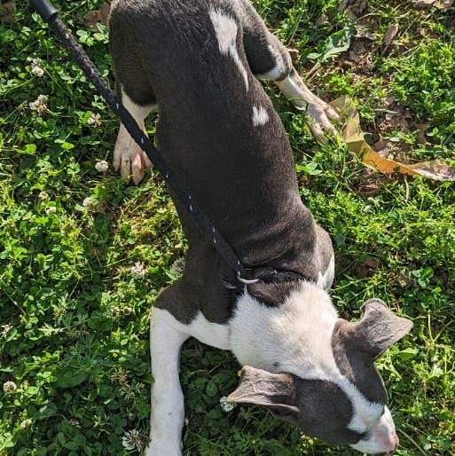 Arrow Dragon, a Adoptable mixed breed in Greenfield, TN image 4/6