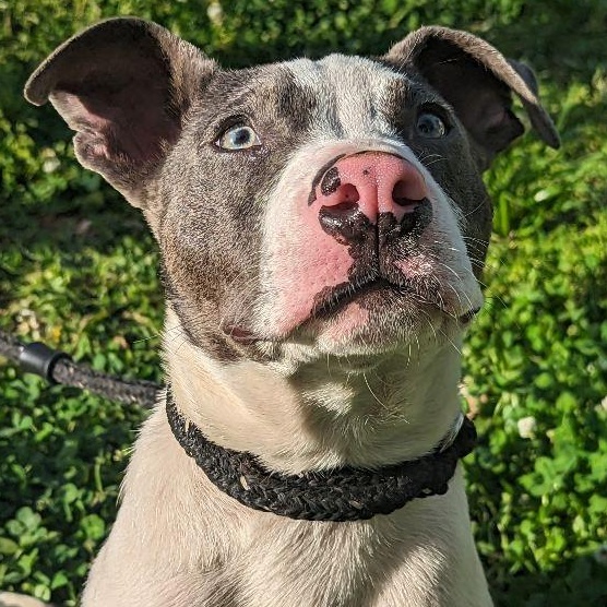 Arrow Dragon, a Adoptable mixed breed in Greenfield, TN image 5/6