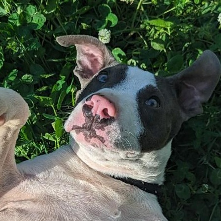 Arrow Dragon, a Adoptable mixed breed in Greenfield, TN image 6/6