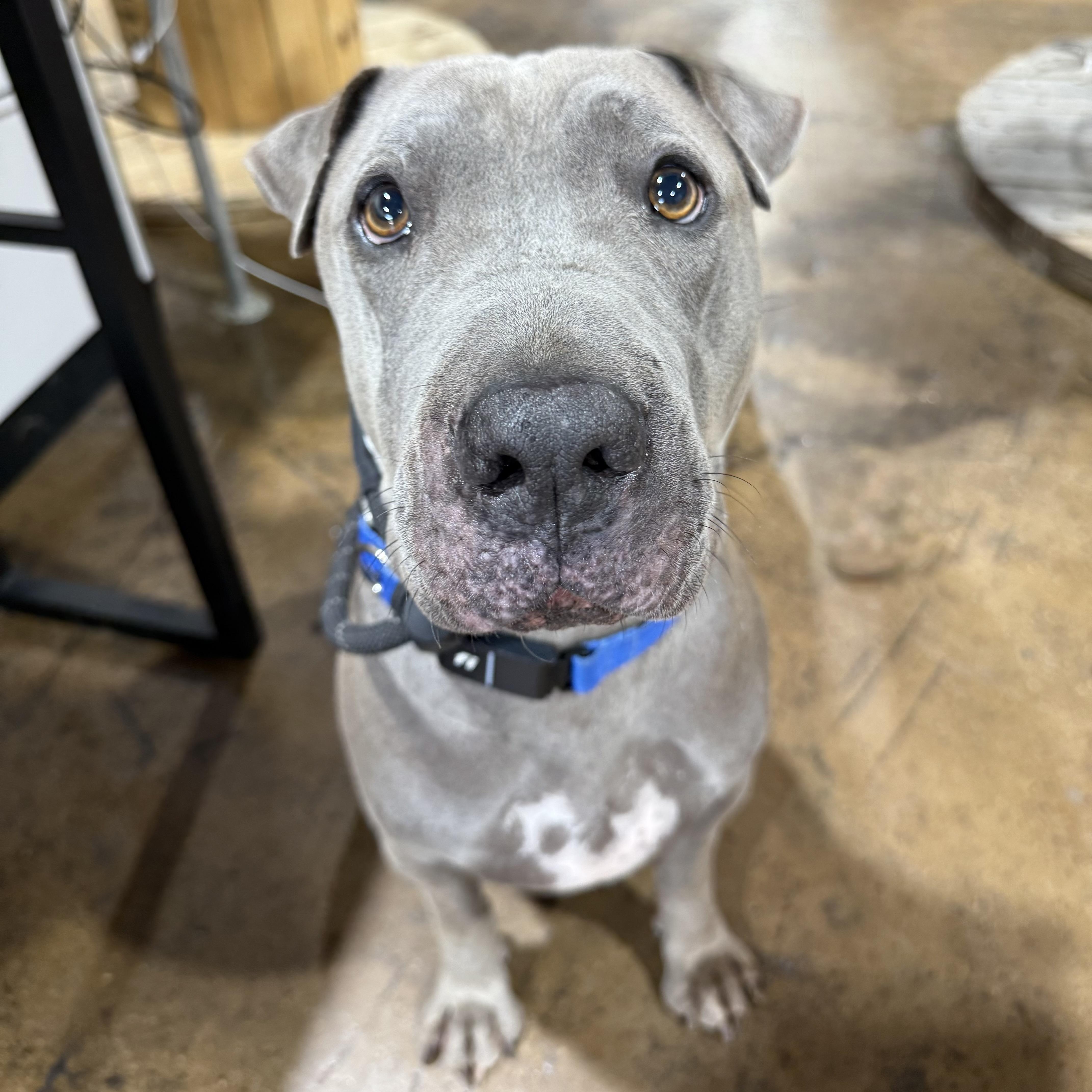 Enlarge Winston, a Adopted mixed breed in Greer, SC image 4/6