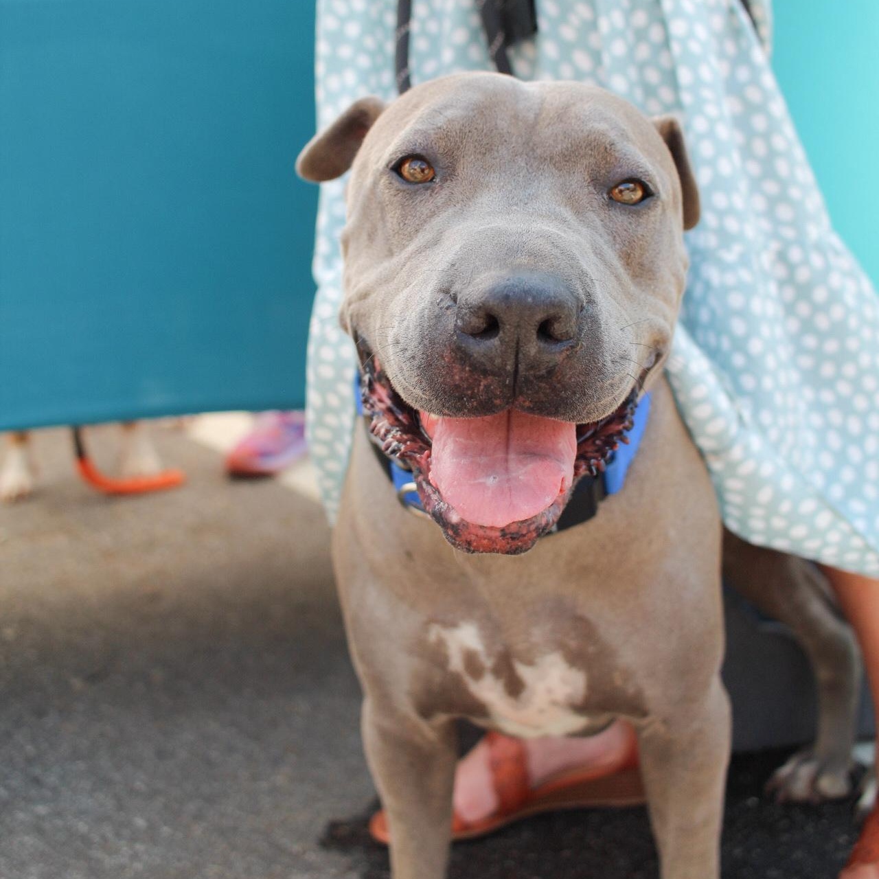 Enlarge Winston, a Adopted mixed breed in Greer, SC image 5/6