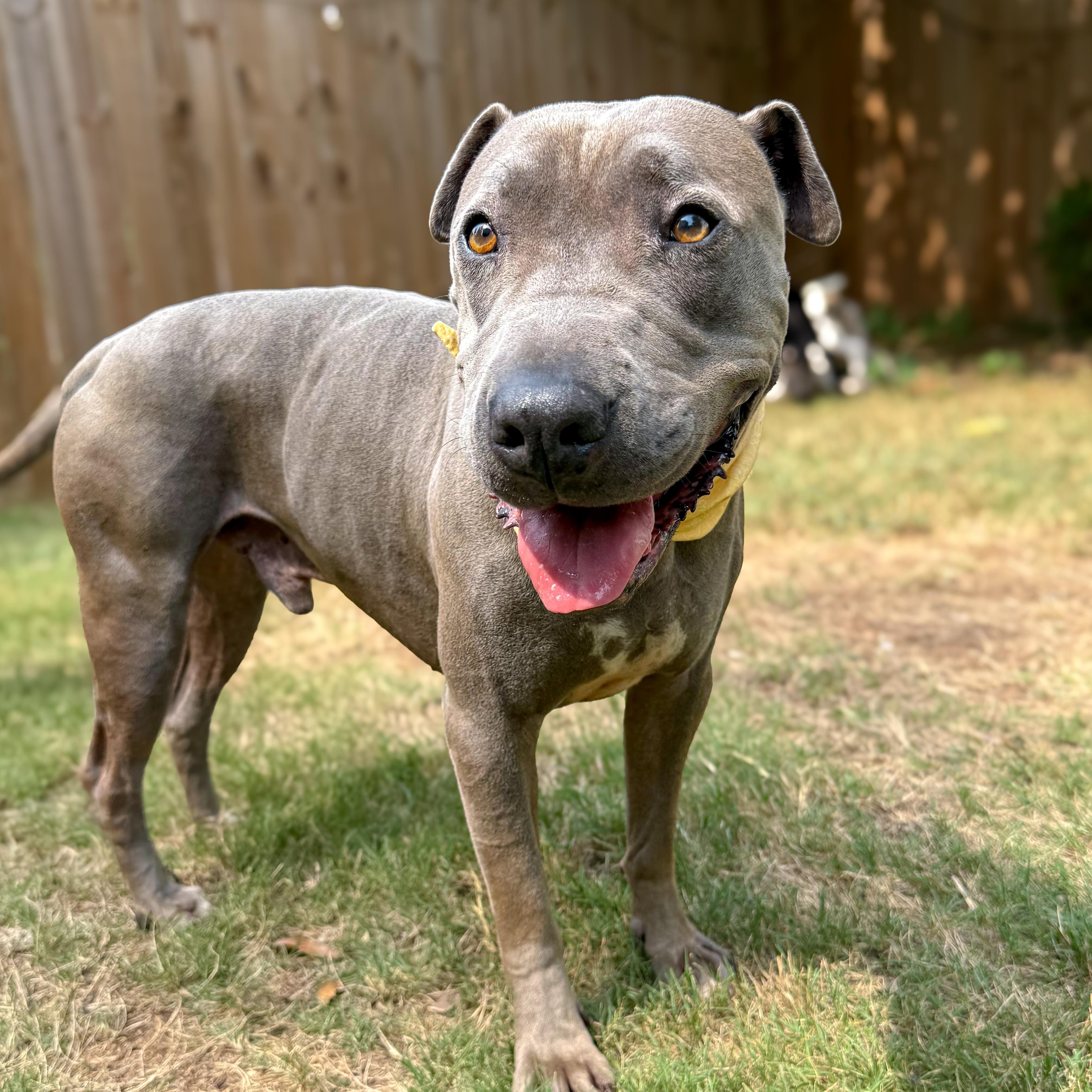 Winston, Adopted, Adult Male Shar-Pei & Pit Bull Terrier.