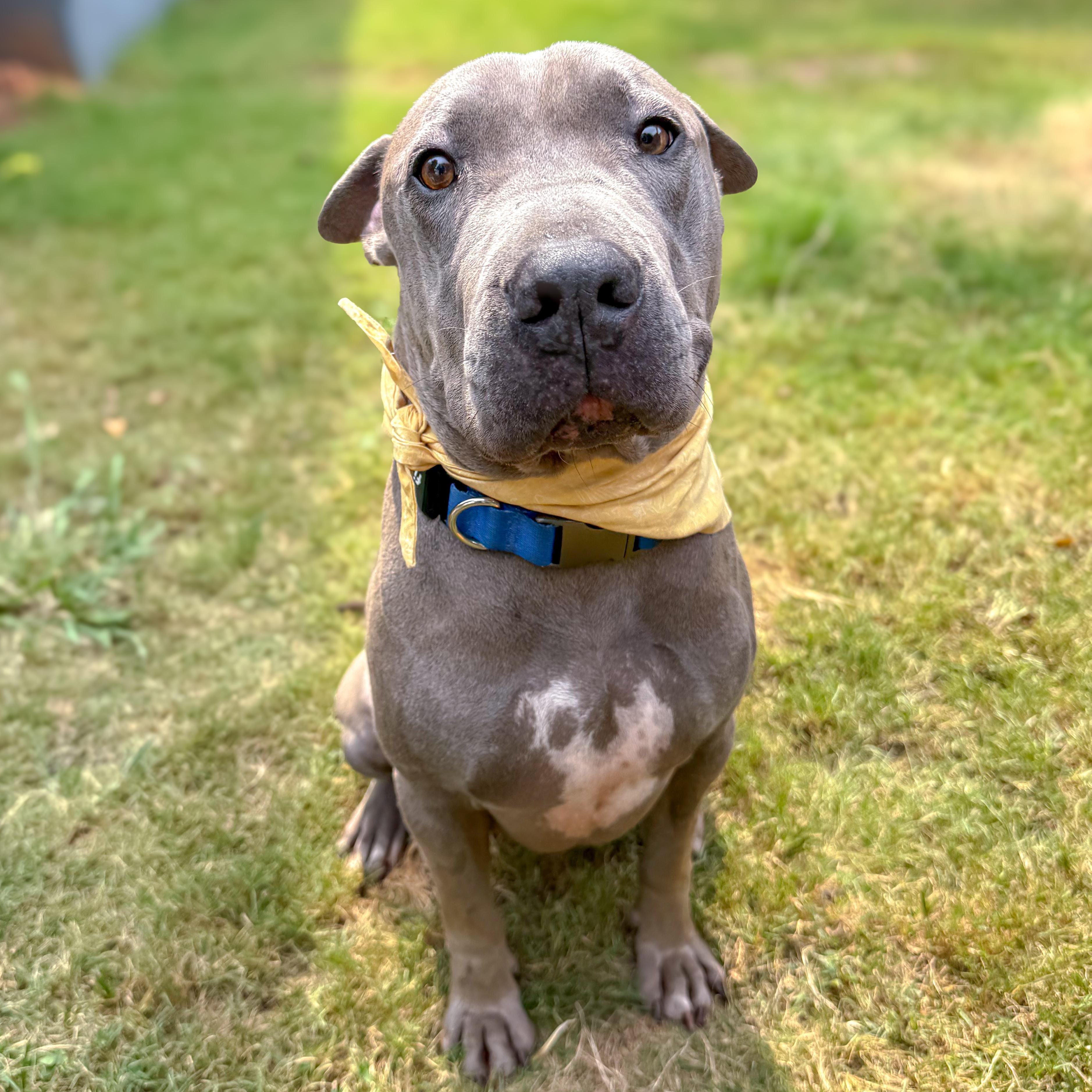 Enlarge Winston, a Adopted mixed breed in Greer, SC image 2/6