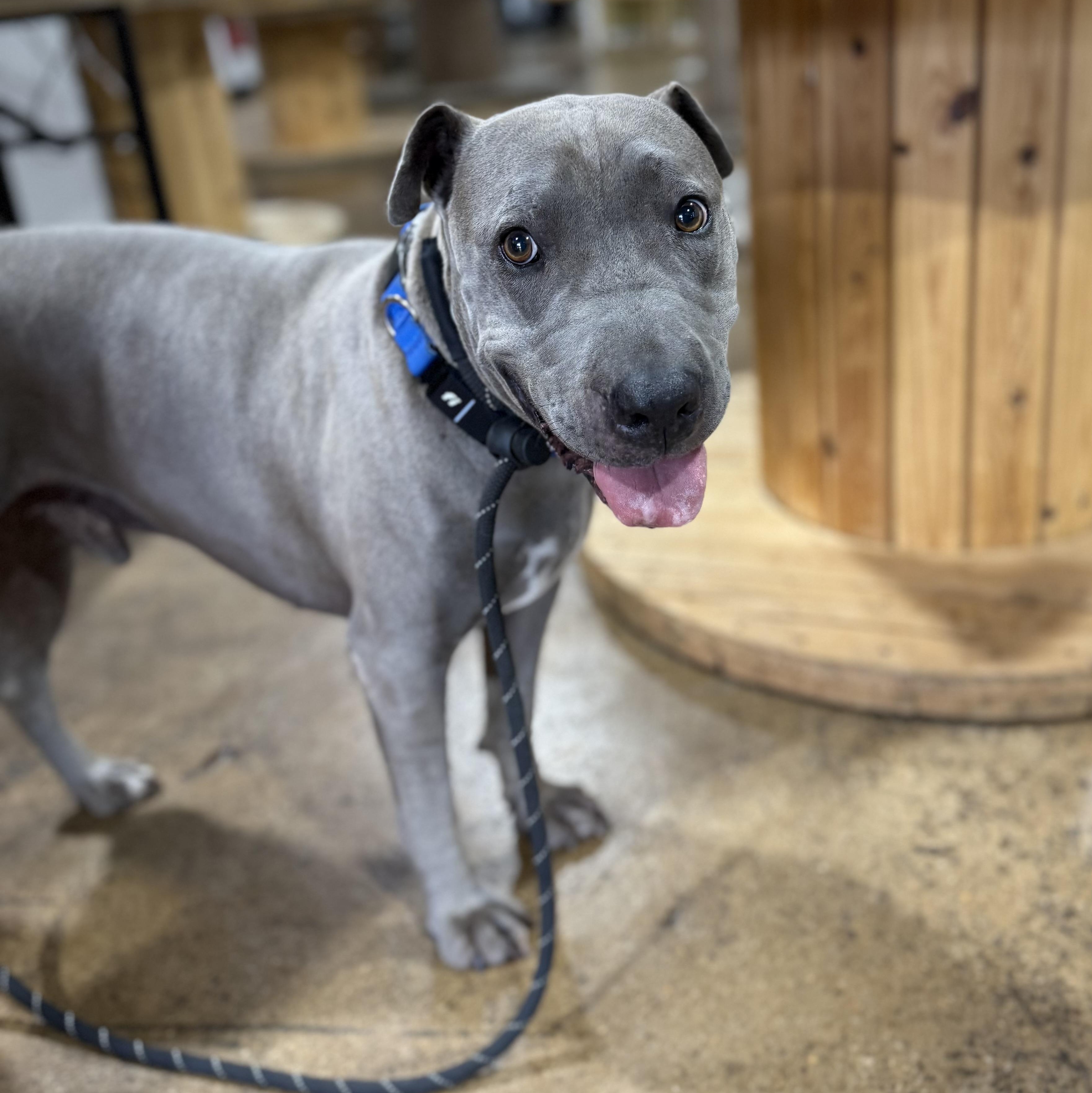 Enlarge Winston, a Adopted mixed breed in Greer, SC image 6/6