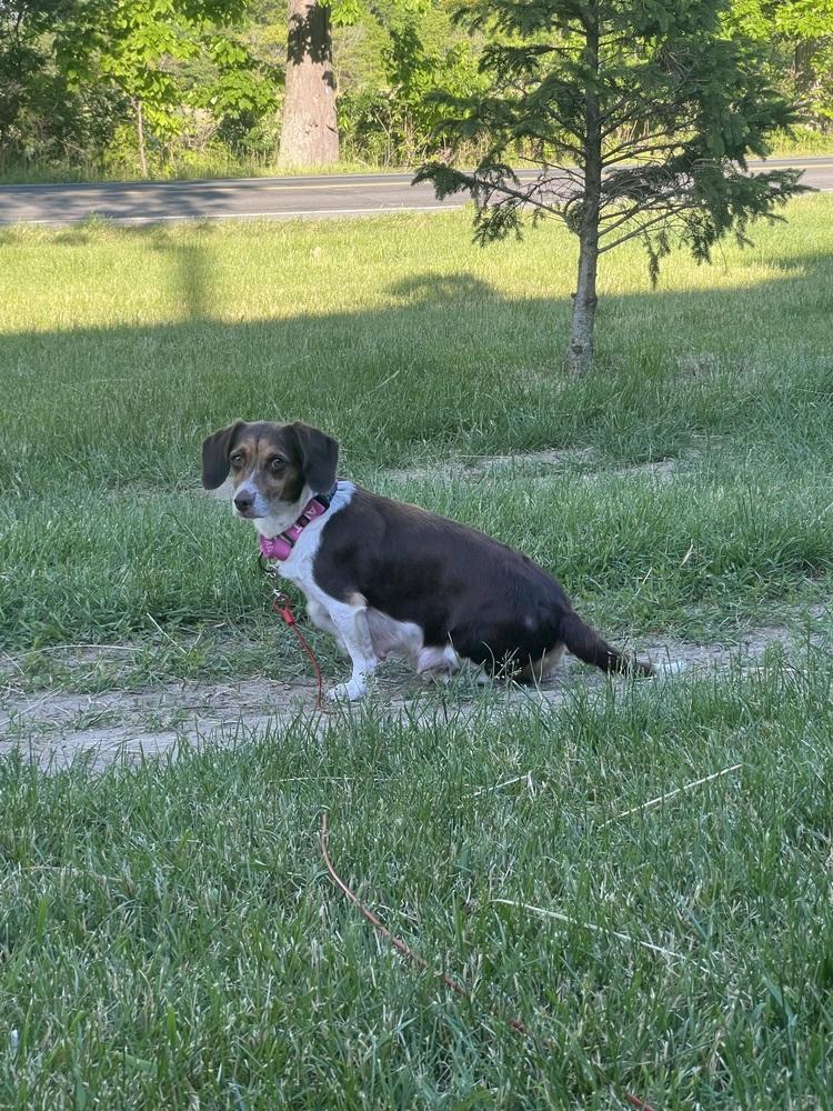 Paloma (26-117 D), a Adoptable mixed breed in Lansing, MI image 1/5