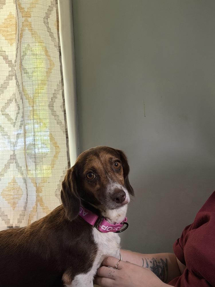 Paloma (26-117 D), a Adoptable mixed breed in Lansing, MI image 2/5