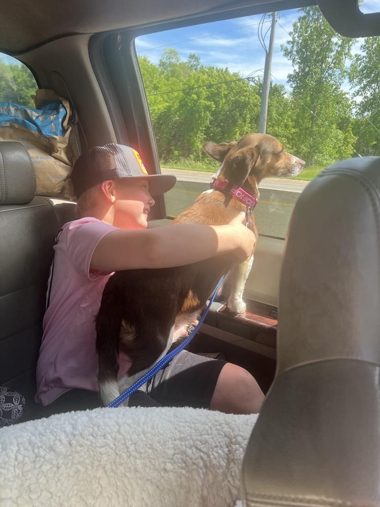Paloma (26-117 D), a Adoptable mixed breed in Lansing, MI image 3/5