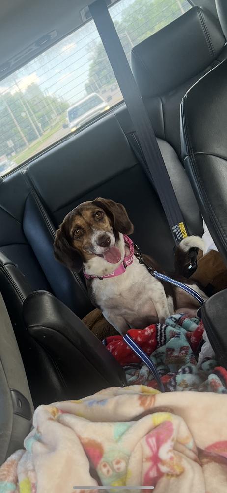 Paloma (26-117 D), a Adoptable mixed breed in Lansing, MI image 5/5