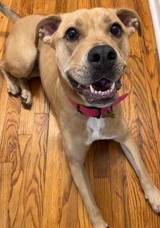 Enlarge Jovi, a Adoptable Labrador Retriever in Hewitt, NJ image 1/5