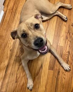 Enlarge Jovi, a Adoptable Labrador Retriever in Hewitt, NJ image 2/5