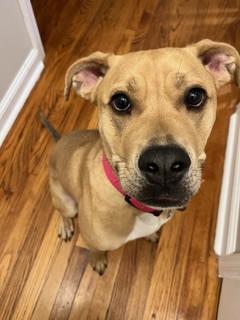 Enlarge Jovi, a Adoptable Labrador Retriever in Hewitt, NJ image 3/5