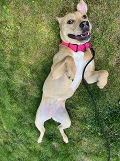 Enlarge Jovi, a Adoptable Labrador Retriever in Hewitt, NJ image 5/5