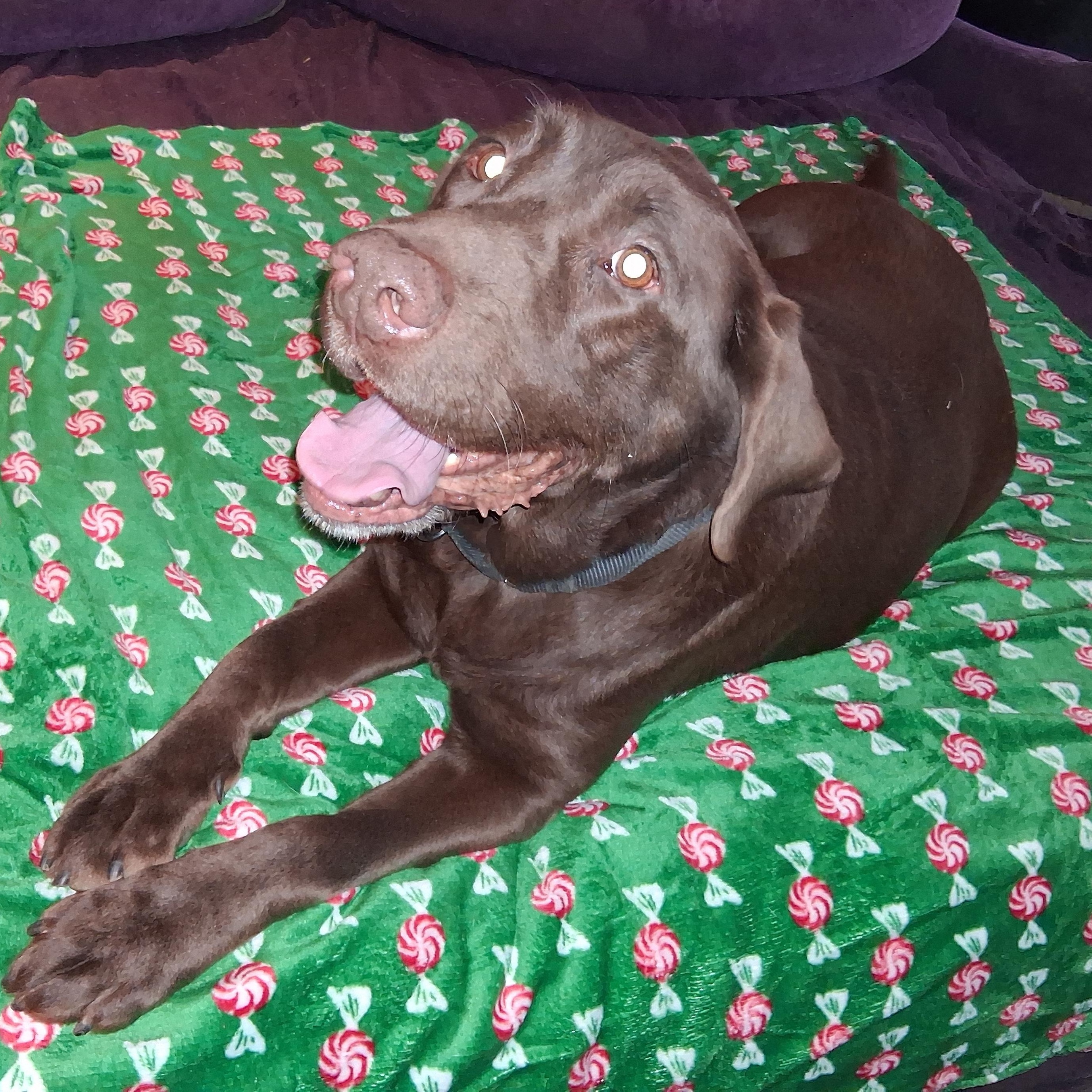 Enlarge Jaxx, a ADOPTABLE Chocolate Labrador Retriever in North Jackson, OH image 4/4