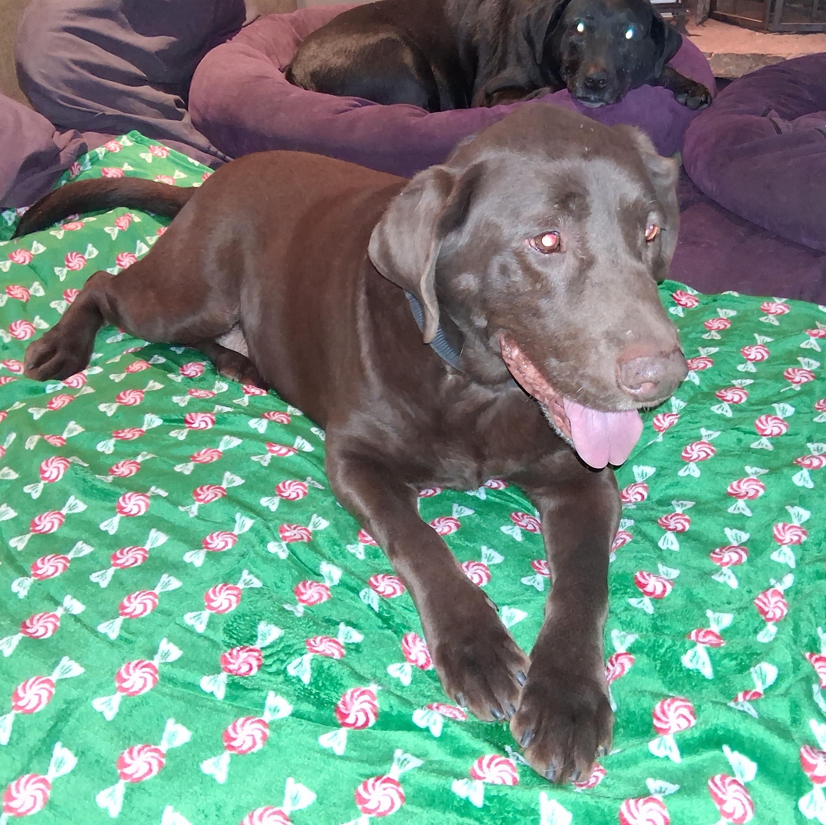 Jaxx, ADOPTABLE, Adult Male Chocolate Labrador Retriever.
