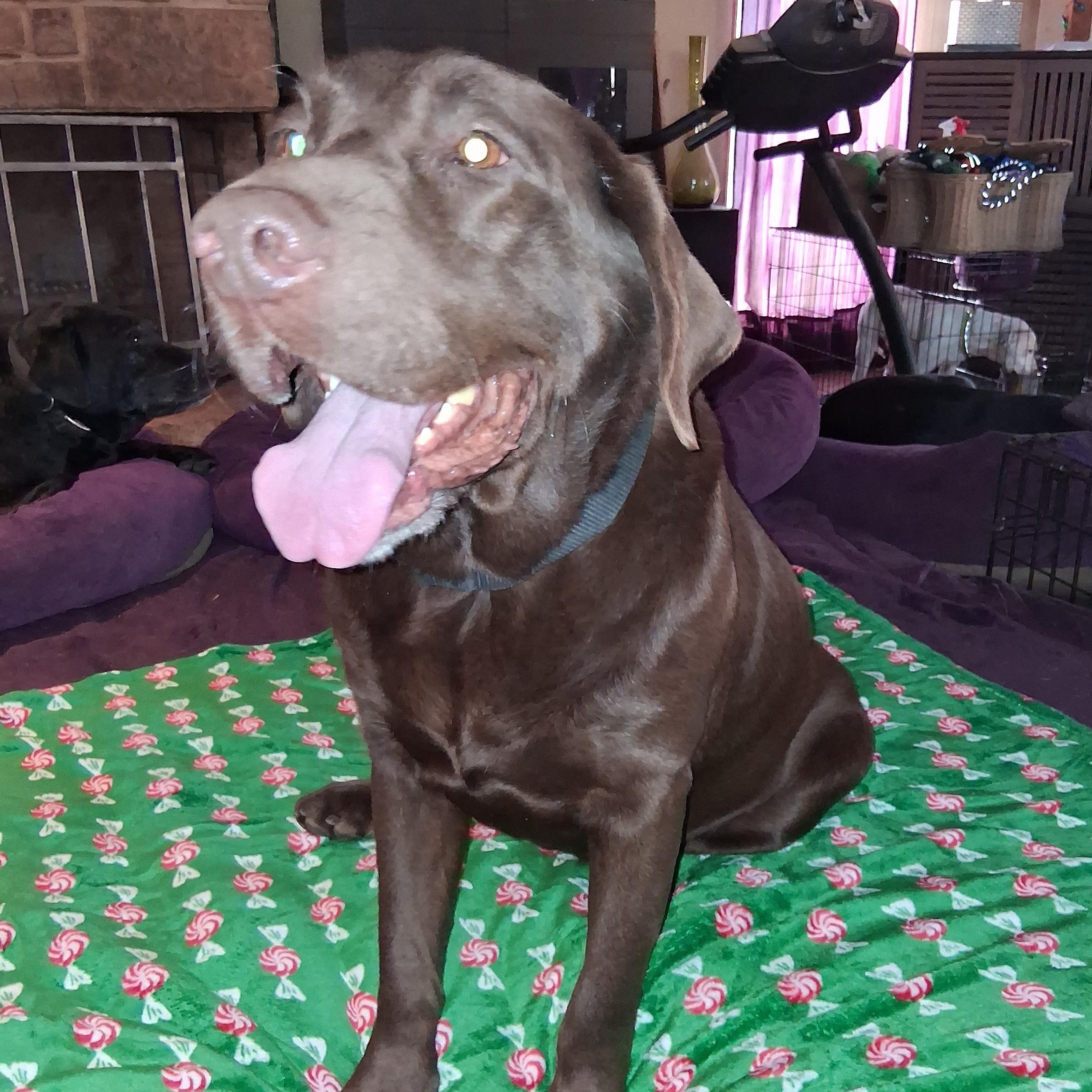 Enlarge Jaxx, a ADOPTABLE Chocolate Labrador Retriever in North Jackson, OH image 3/4
