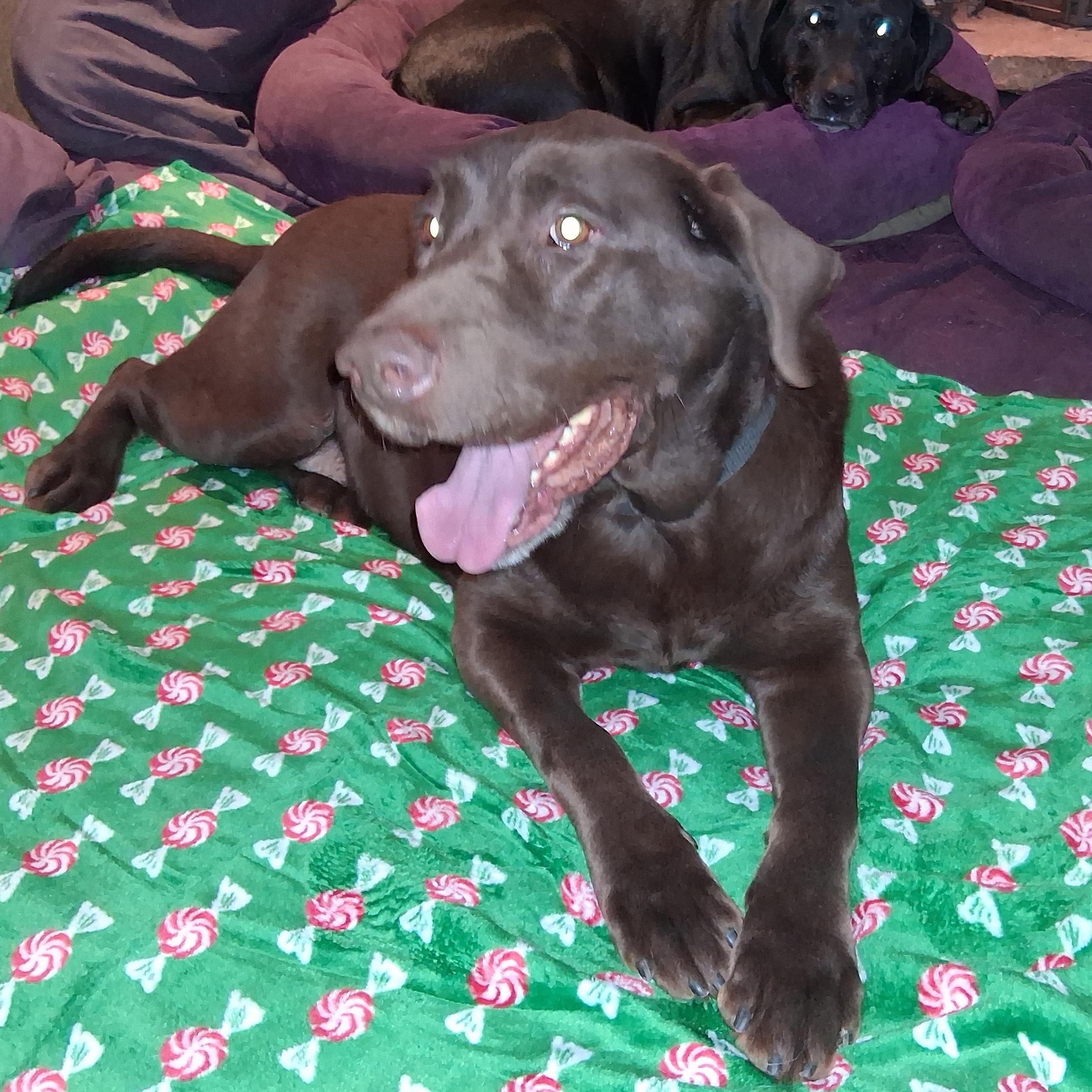 Enlarge Jaxx, a ADOPTABLE Chocolate Labrador Retriever in North Jackson, OH image 2/4