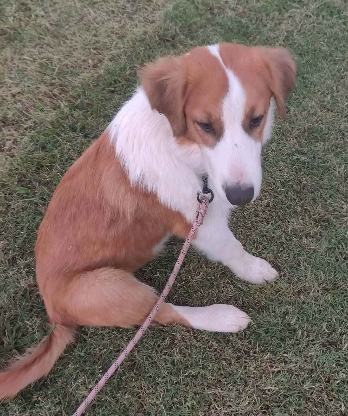 Enlarge Zora, a Adoptable mixed breed in Oklahoma City, OK, OK image 6/6