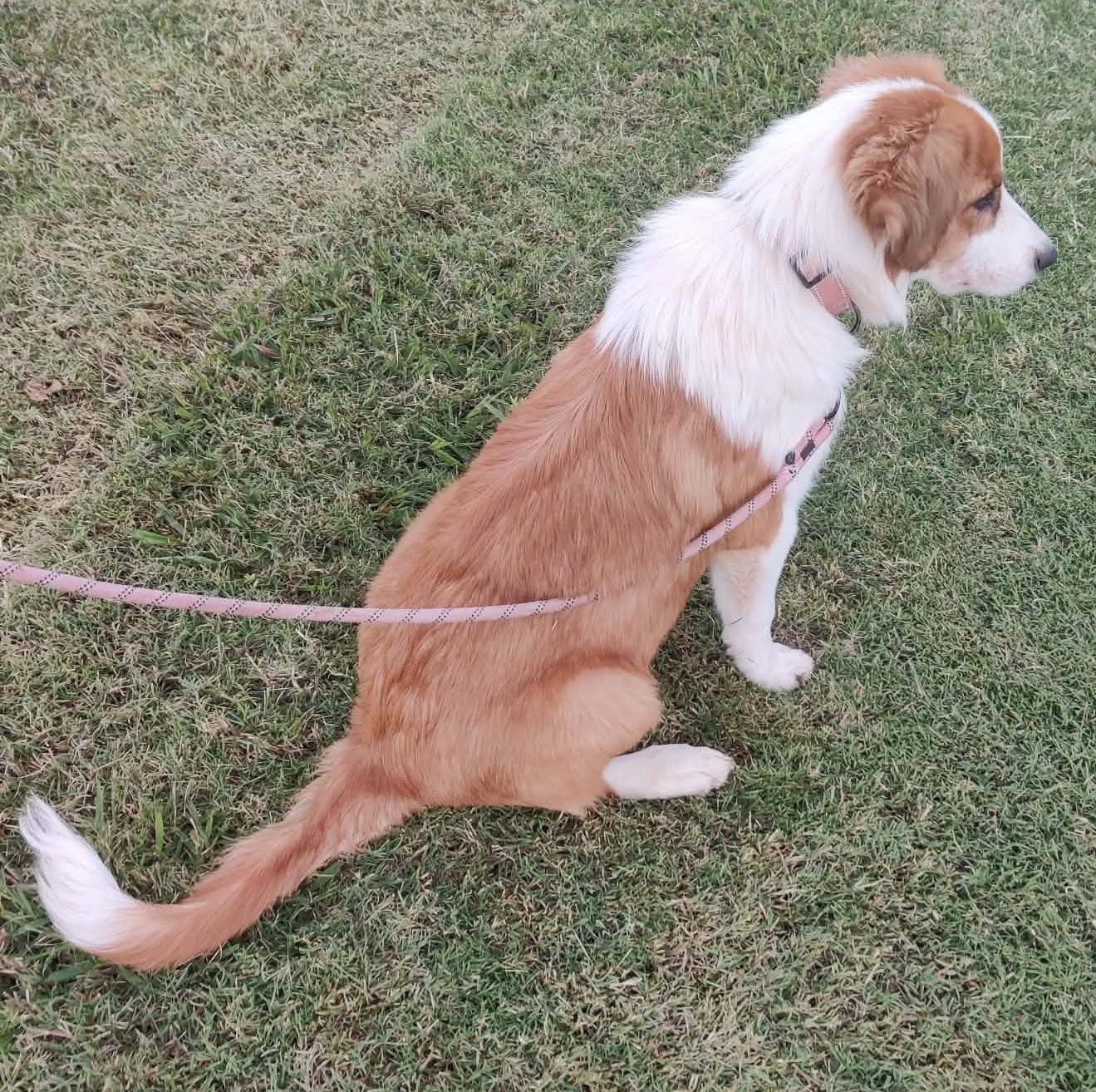 Enlarge Zora, a Adoptable mixed breed in Oklahoma City, OK, OK image 2/6