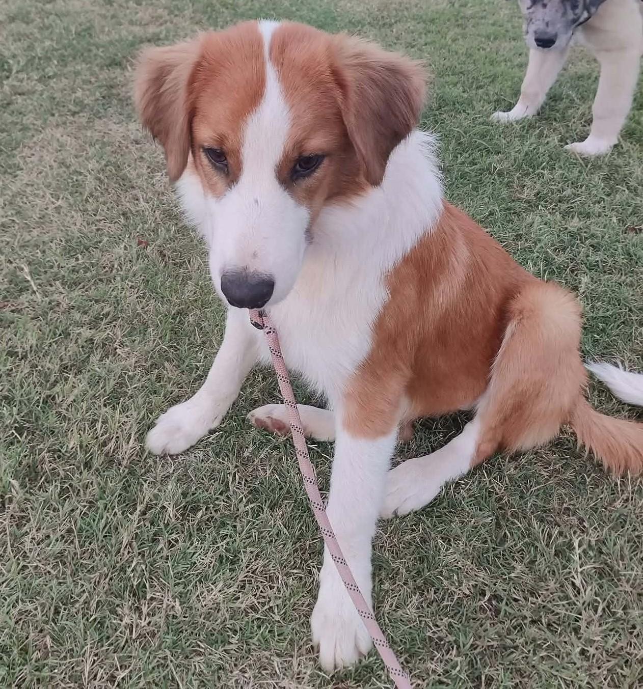 Zora, Adoptable, Puppy Female Great Pyrenees.