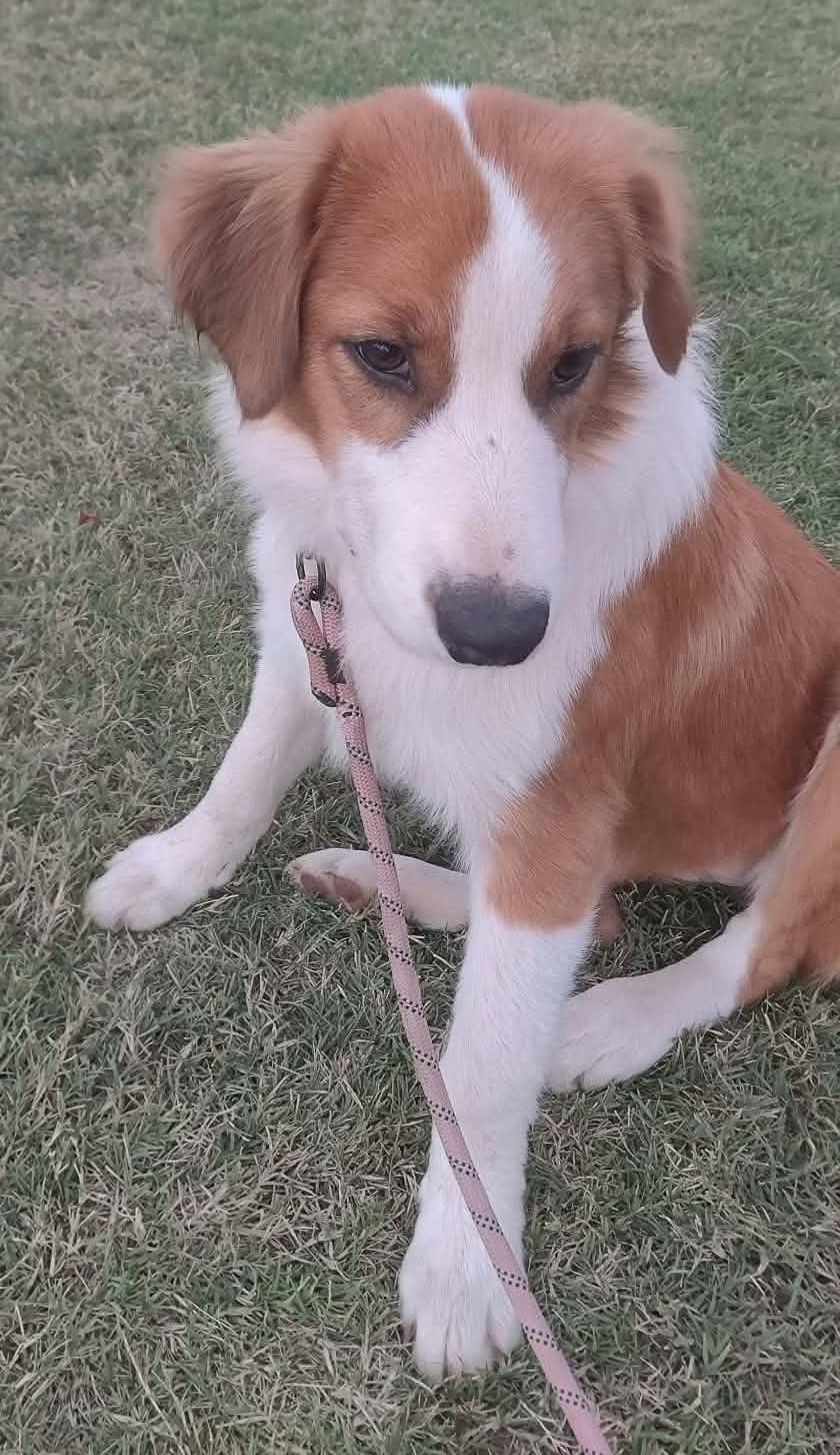 Enlarge Zora, a Adoptable mixed breed in Oklahoma City, OK, OK image 5/6
