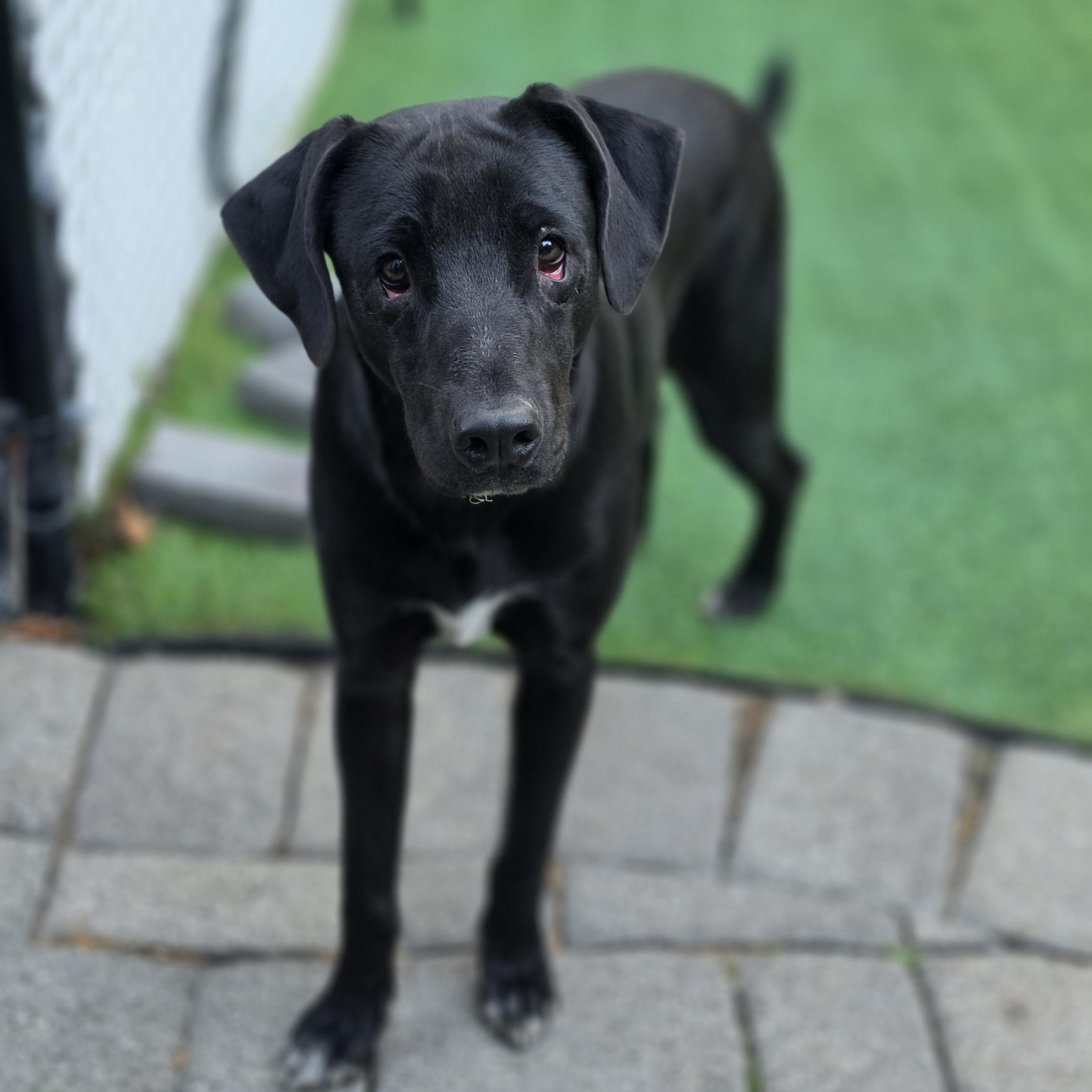Mrs Potts, Adoptable, Young Female Labrador Retriever & Mixed Breed.