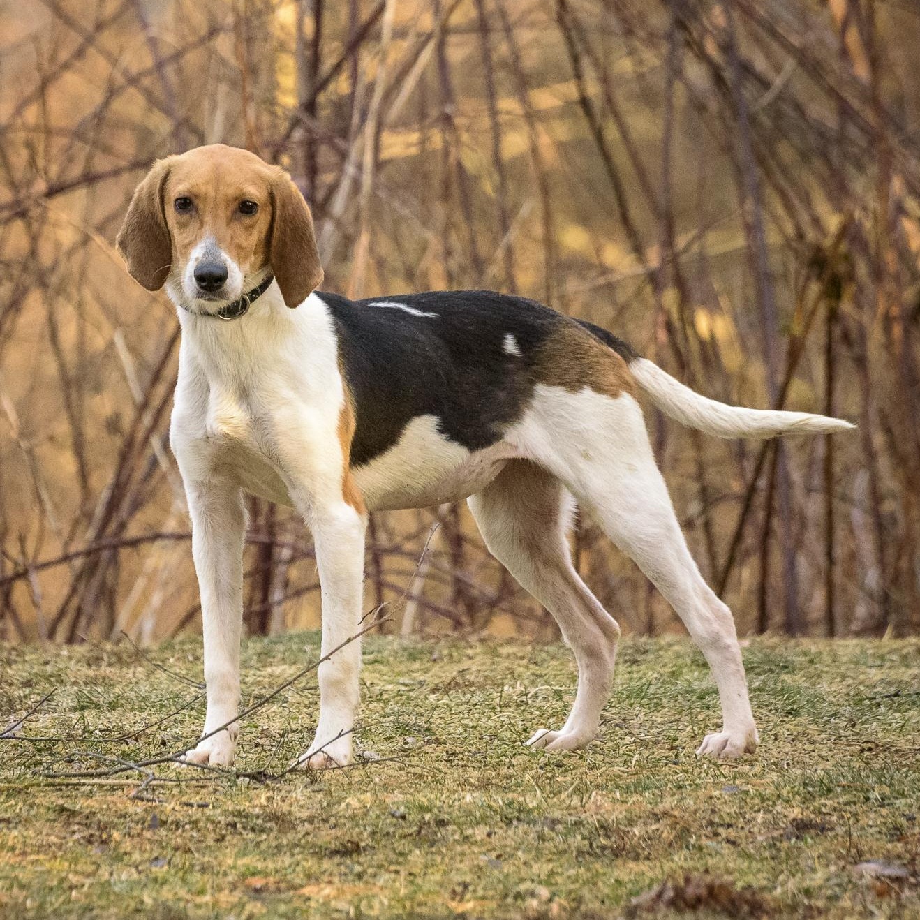 Peggy — thumbnail 2