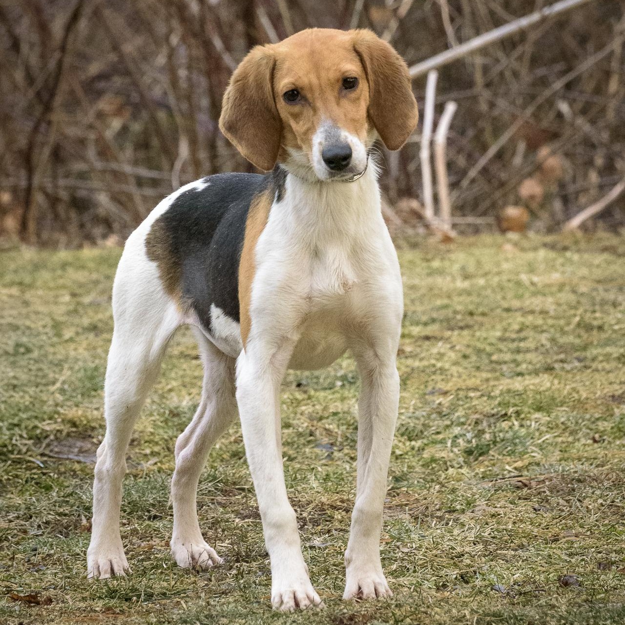 Peggy — thumbnail 3