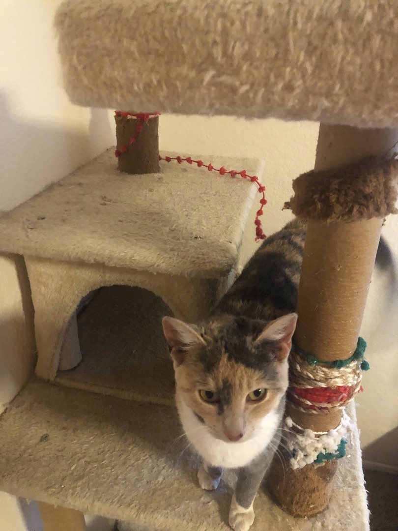 TRIXIE, a Adoptable Calico in Palmdale, CA image 6/9
