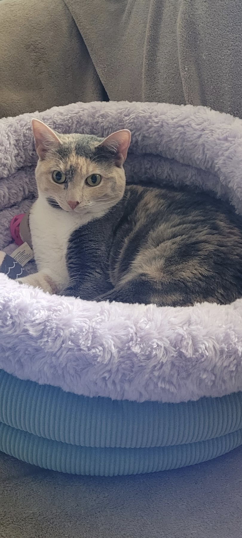 TRIXIE, a Adoptable Calico in Palmdale, CA image 1/9